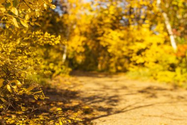 Kırsal yol, güneşli bir günde sonbahar ormanında düşen kuru yapraklarla kaplıdır. Manzaralı sonbahar manzarası.