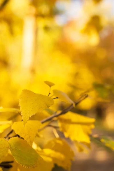 Birkenzweig im unscharfen Herbstwald an sonnigen Tagen, Herbstkonzept mit Kopierraum, Frontfokus,, Vertikalbild — Stockfoto