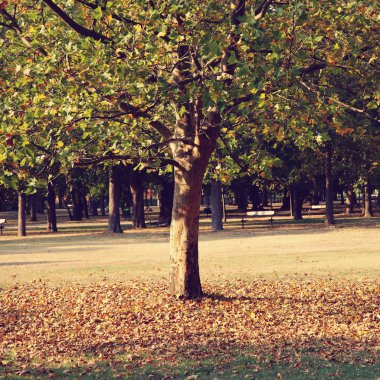 çınar sonbaharda sararma