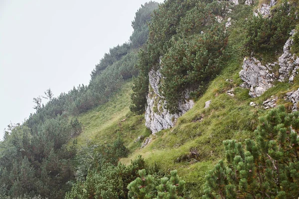 Mglisty krajobraz górski z trawą i drzewami iglastych. — Zdjęcie stockowe