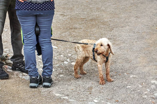 An owner walking a dog on a leash in a city. — Stock Photo, Image