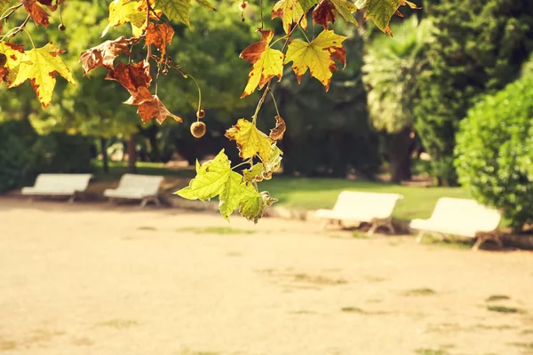 sycamore branch with yellow leaves in a park. autumn nature background.
