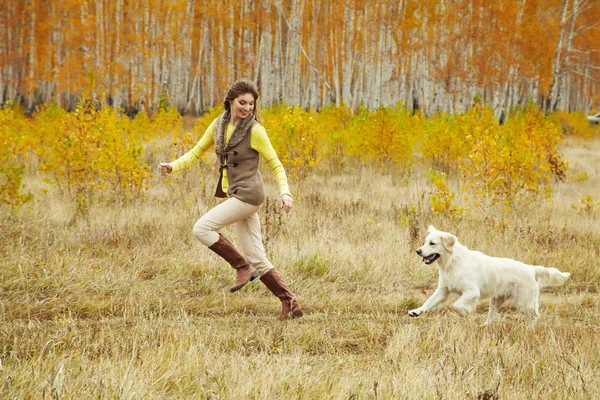 Joven golden retriever para dar un paseo con su dueño. Perro raza labrador con mujer al aire libre. — Foto de Stock