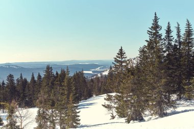 dağlar ve köknar ağaçları ile ormanda doğal kış manzara.