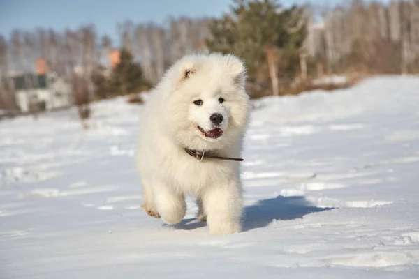 Puppy dog in snow in the winter outdoors — Stock Photo, Image