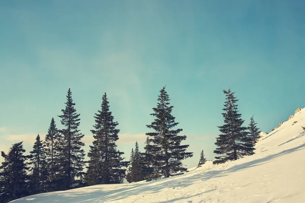 Paesaggio invernale panoramico. foresta con abeti. — Foto Stock