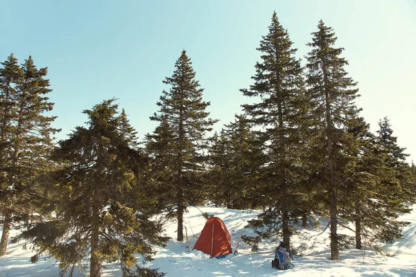 Toeristische tent in de winter firry bos in ski-tour. — Stockfoto
