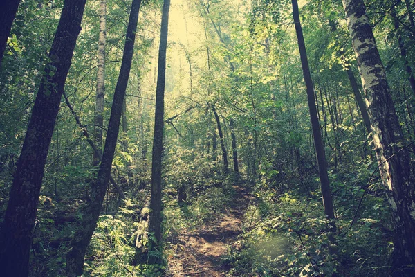 太陽の光に照らされた美しい野生の森。背景の森. — ストック写真