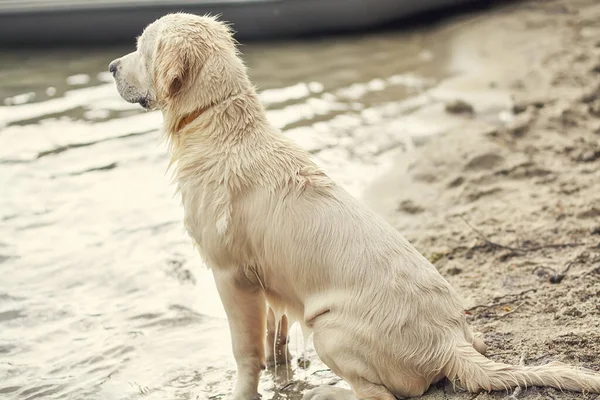 Labrador Retriever service rescue dog waiting on a shore beach near the water. — Stock Photo, Image