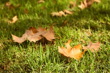 Çimlere düşen yapraklar. sonbahar doğa arkaplanı