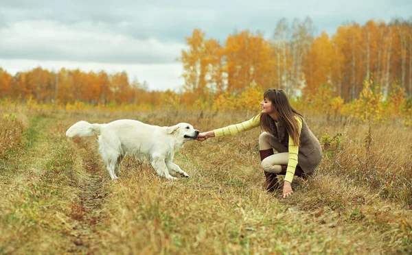 Golden retriever na spacer z właścicielem. Pies rasy labrador z kobietą na zewnątrz — Zdjęcie stockowe