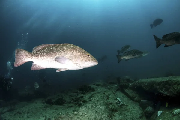 Groupers Del Golfo Nadando Agua Oscura — Foto de Stock