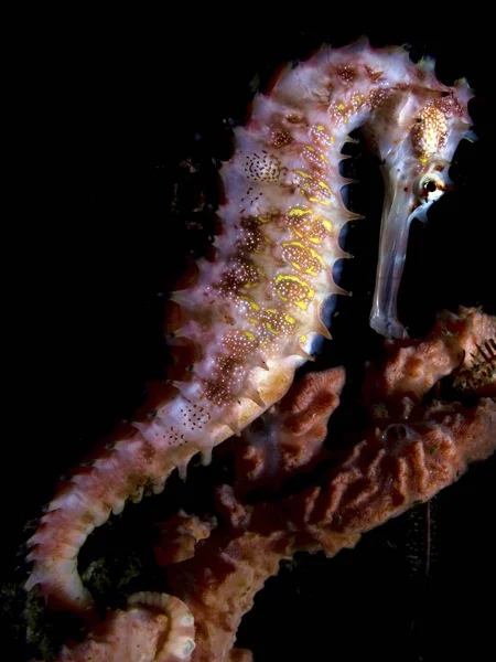 Closeup Side View One Spiny Seahorse — Stock Photo, Image