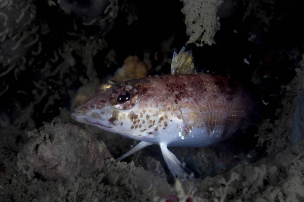 Hawkfish 在礁石上的特写头像 — 图库照片