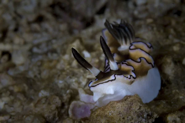 Doriprismatica Sibogae Nudibranch 特写视图 — 图库照片