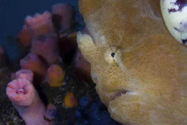 Vértes Vágott Sárga Longlure Frogfish Látképe — Stock Fotó