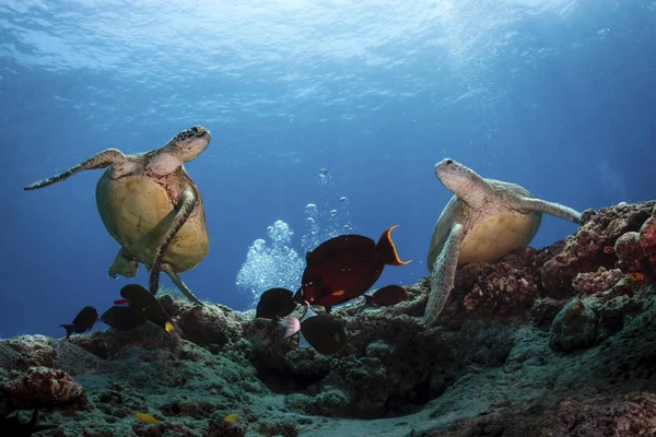 两只绿海龟和鱼游过礁石 西巴丹 马来西亚 — 图库照片