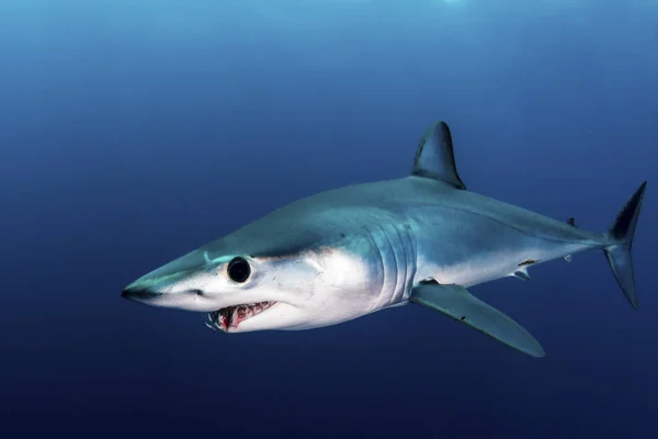 Shortfin Mako Shark Swimming Blue Water — Stock Photo, Image