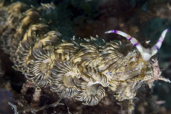 Vista Cerca Nudibranch Dragón Azul —  Fotos de Stock