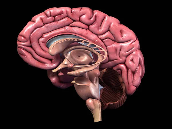 Сагиттальное Отделение Человеческого Мозга Черном Фоне — стоковое фото