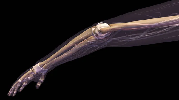 Ανθρώπινη Βραχίονα Τον Αγκώνα Κοινού Και Οστά Ακτινογραφία Μαύρο Φόντο — Φωτογραφία Αρχείου