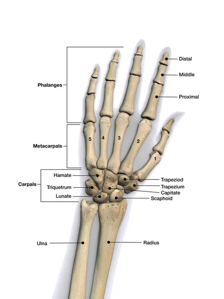 人的手的骨头与标签在白色背景 — 图库照片