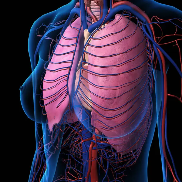 Vista Rayos Del Pecho Corazón Pulmones Arterias Venas Femeninas Sobre —  Fotos de Stock