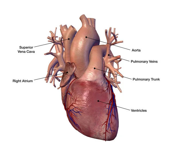 Corazón Humano Con Etiquetas Sobre Fondo Blanco —  Fotos de Stock