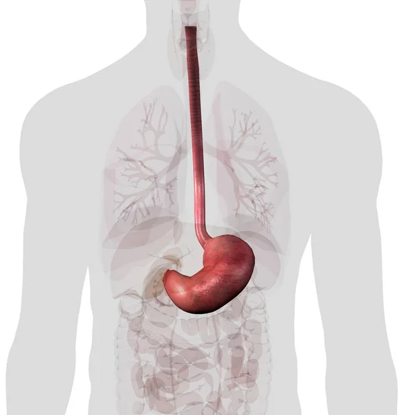 Żołądka Przełyku Obrębie Tułowia Białym Tle — Zdjęcie stockowe
