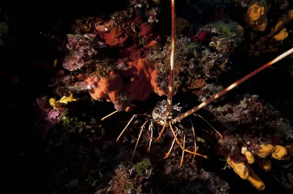 Closeup View Spiny Lobster Cave — Stock Photo, Image