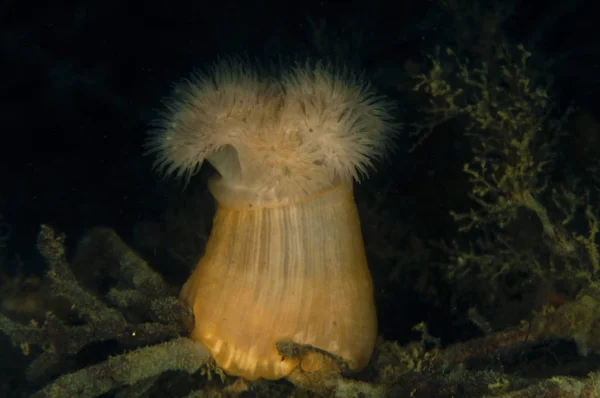 Anemoni Mare Sulla Rete Pesca Gialla — Foto Stock