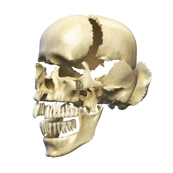 Perspective View Human Skull Parts Exploded — Stock Photo, Image