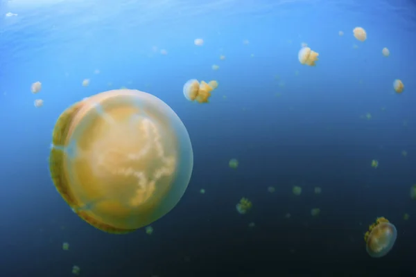 Golden Jellyfish Floating Blue Water — Stock Photo, Image