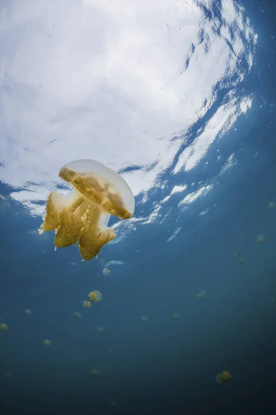 Mavi Içerisinde Yüzen Altın Denizanası — Stok fotoğraf