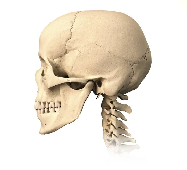 Side View Anatomy Human Skull Isolated White Background — Stock Photo, Image