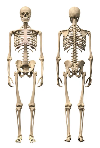 Front View Back View Anatomy Male Human Skeleton — Stock Photo, Image