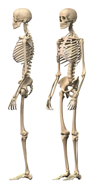 Widok Boku Anatomii Ludzkiego Szkieletu Mężczyzna Białym Tle — Zdjęcie stockowe