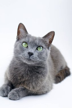 Mavi Rus Kedi Stüdyosu Portresi - Beyaz Arkaplanda Kedi