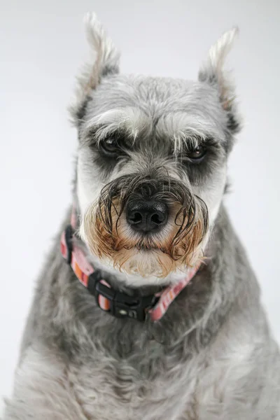Mini Schnauzer Köpek Stüdyosu Portresi