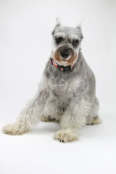 Mini Schnauzer Dog Studio Portret — Stockfoto