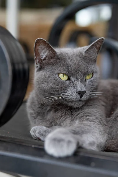 Mavi Rus Kedi Portresi