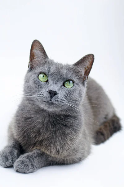 Mavi Rus Kedi Stüdyosu Portresi - Beyaz Arkaplanda Kedi