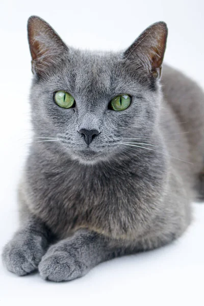 Mavi Rus Kedi Stüdyosu Portresi