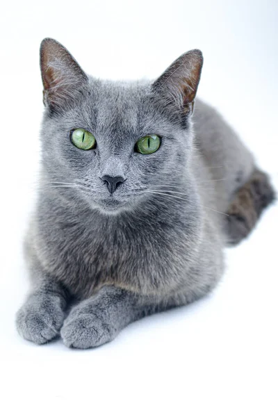 Mavi Rus Kedi Stüdyosu Portresi