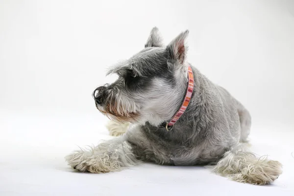 Mini Schnauzer Dog Studio Portrait