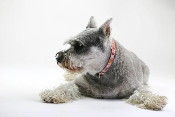 Mini Schnauzer Köpek Stüdyosu Portresi