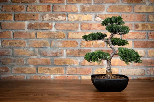 Tuğla Duvar Bonsai Ağacı Arkaplanı