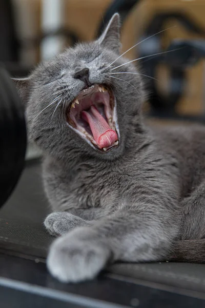 Mavi Rus Kedi Stüdyosu Portresi