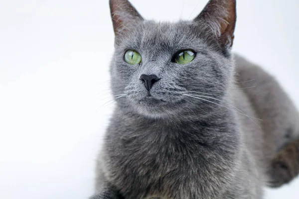 Mavi Rus Kedi Stüdyosu Portresi