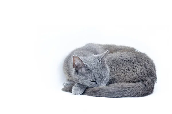 Mavi Rus Kedi Stüdyosu Portresi